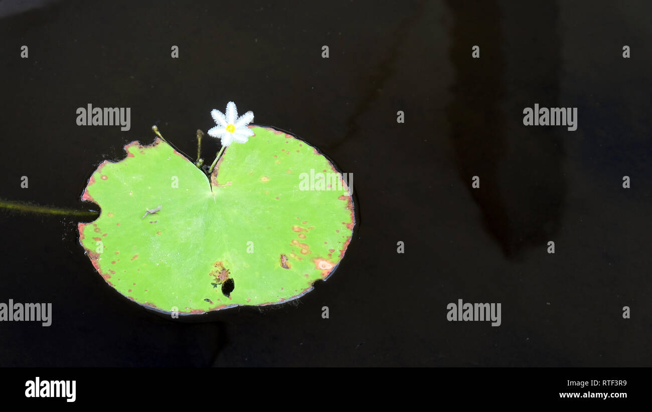 Small nymphoides flower, more commonly known as water snowflake, floating heart or robust marshwort, and a single leaf on a dark water surface. Stock Photo