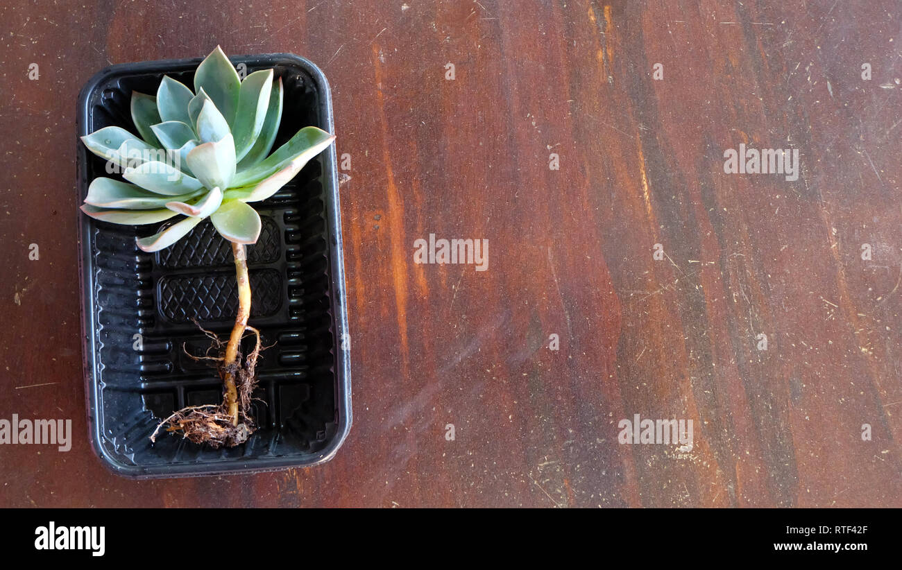 Fleshy roots hires stock photography and images Alamy