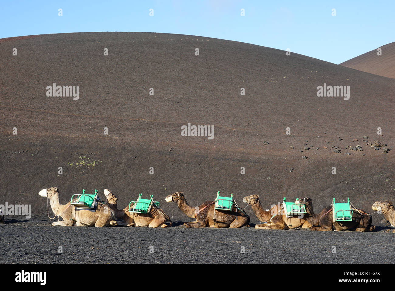 Dromedarstation, Echadero de los Camellos y Museo de Rocas, Nationalpark Timanfaya, Lanzarote, Kanarische Inseln Stock Photo