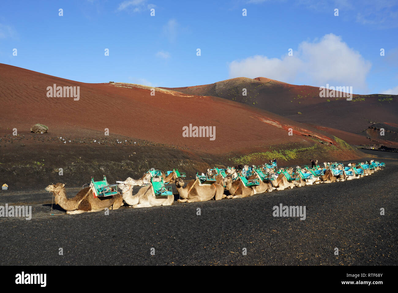 Dromedarstation, Echadero de los Camellos y Museo de Rocas, Nationalpark Timanfaya, Lanzarote, Kanarische Inseln Stock Photo
