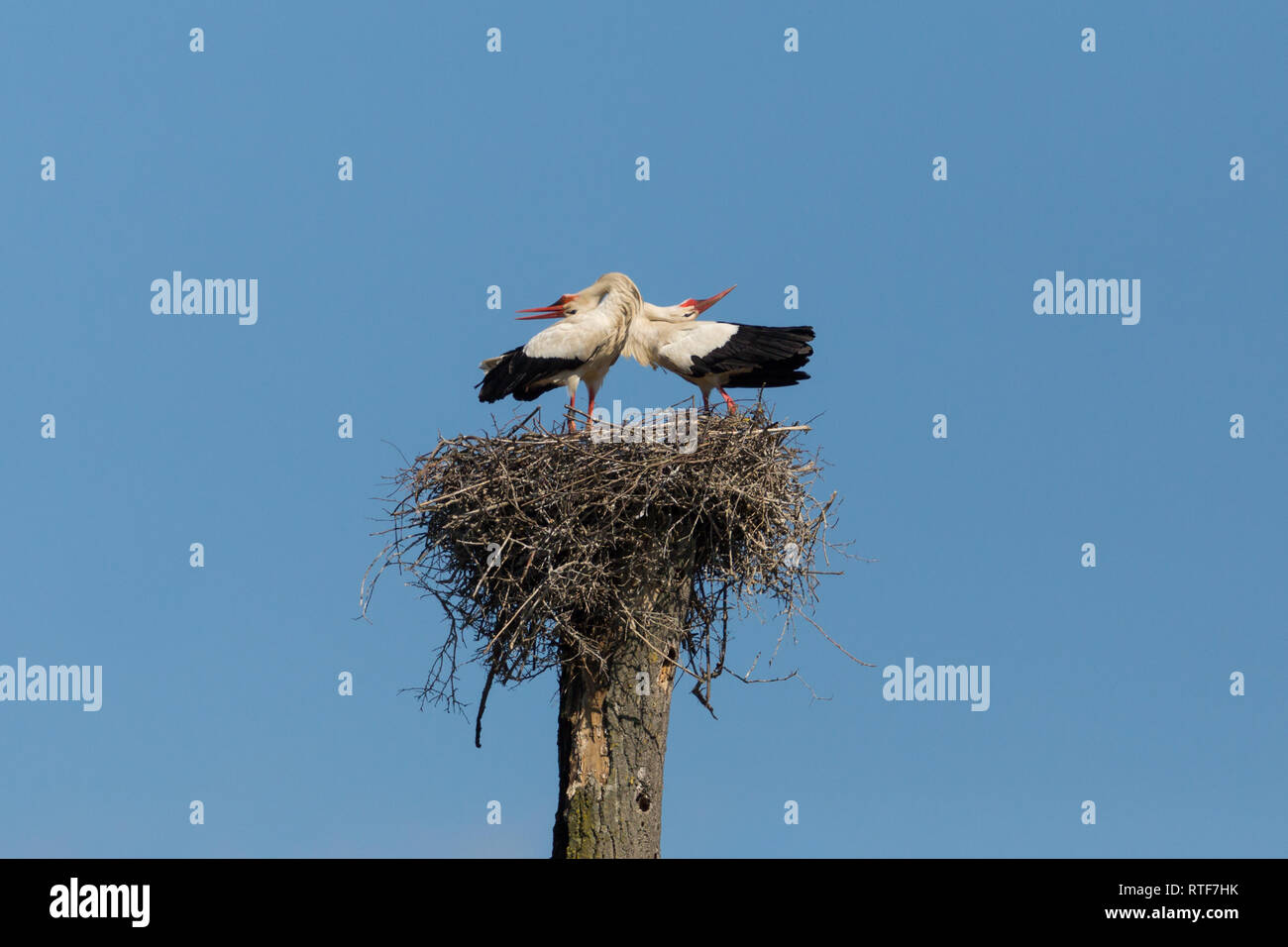 two natural white stork (ciconia ciconia) in aerie with bended necks, blue sky Stock Photo