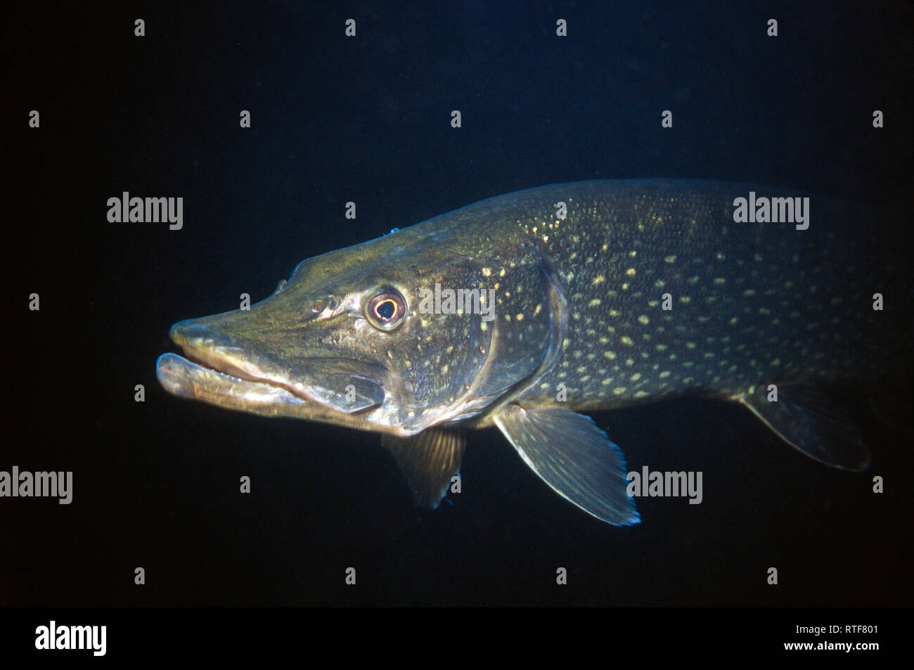 Northern pike closeup hi-res stock photography and images - Alamy