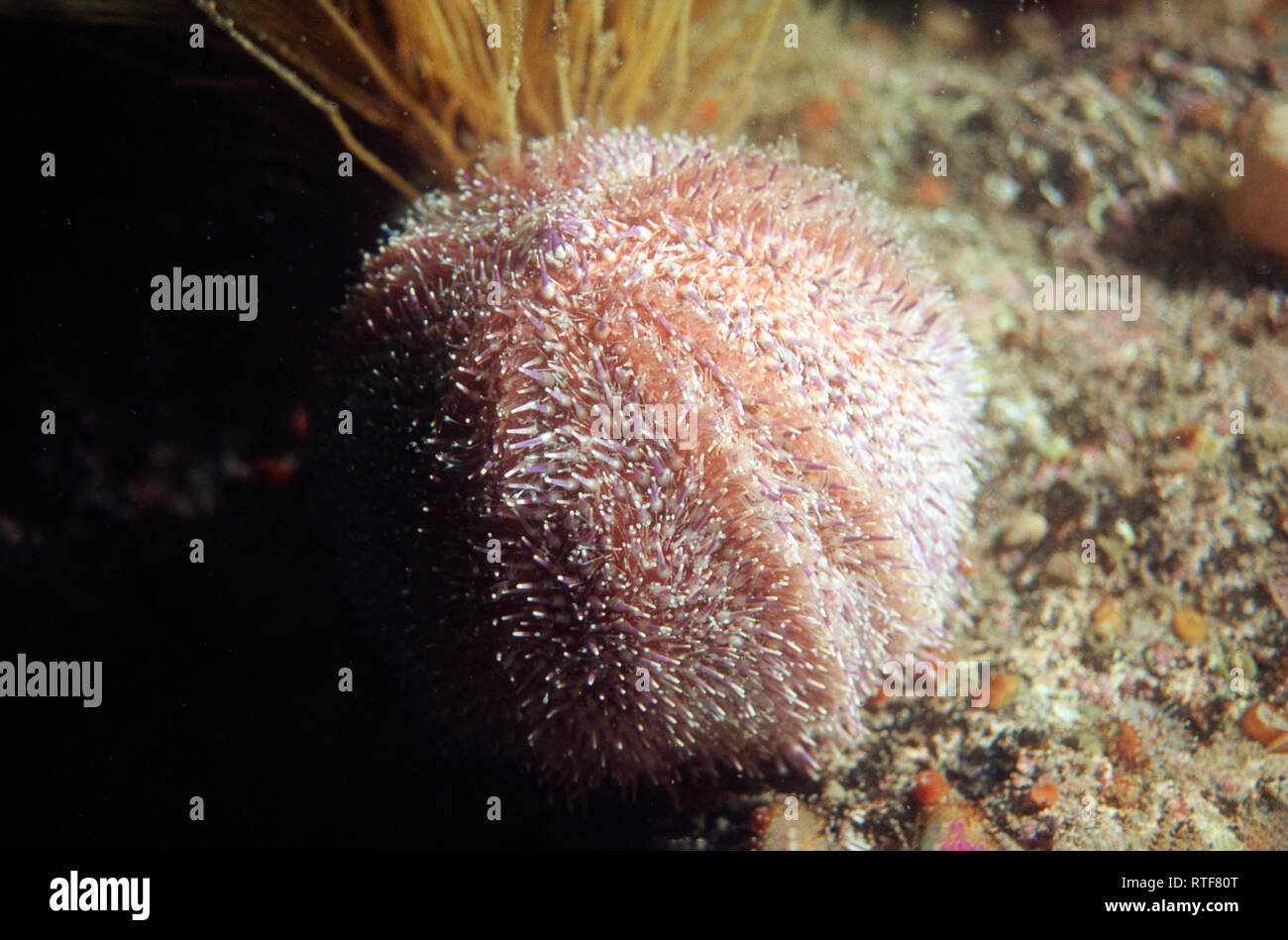 closeup of a shore sea urchin in dutch waters Stock Photo