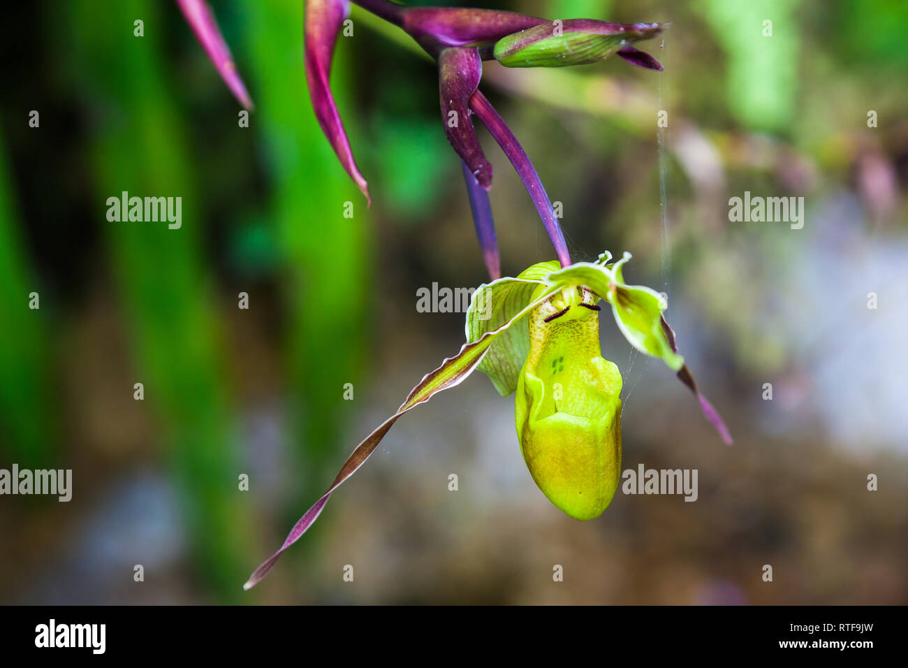 Orchid slipper of Venus, Phragmipedium sp in its natural environment Stock Photo