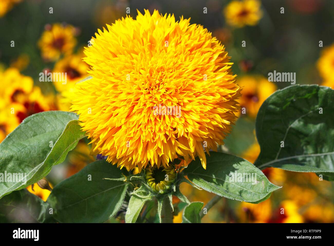 Filled Sunflower (Helianthus annuus), Schleswig-Holstein, Germany Stock Photo