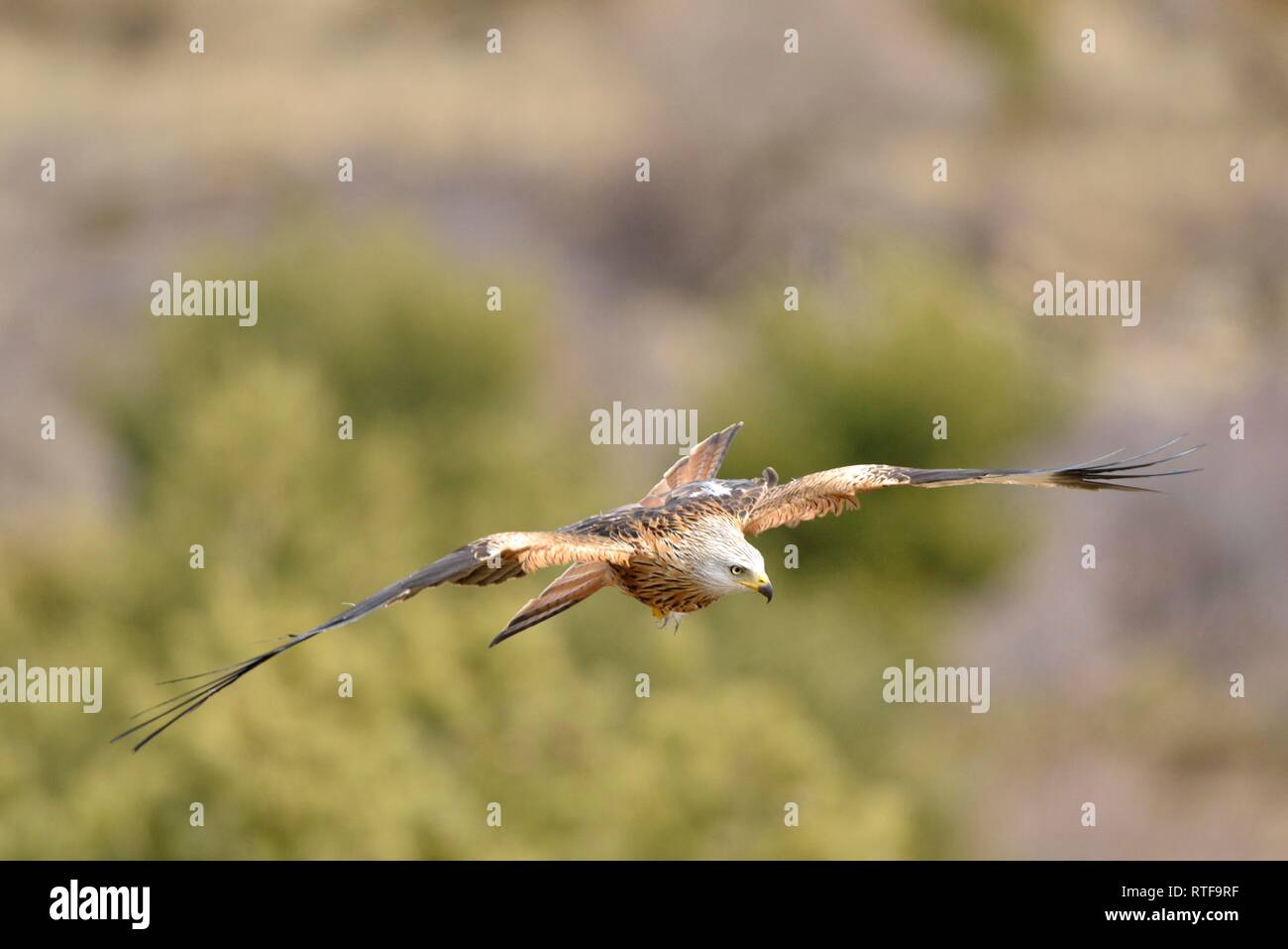 Red kite (Milvus milvus), adult animal in flight, Pyrenees, Spain Stock Photo