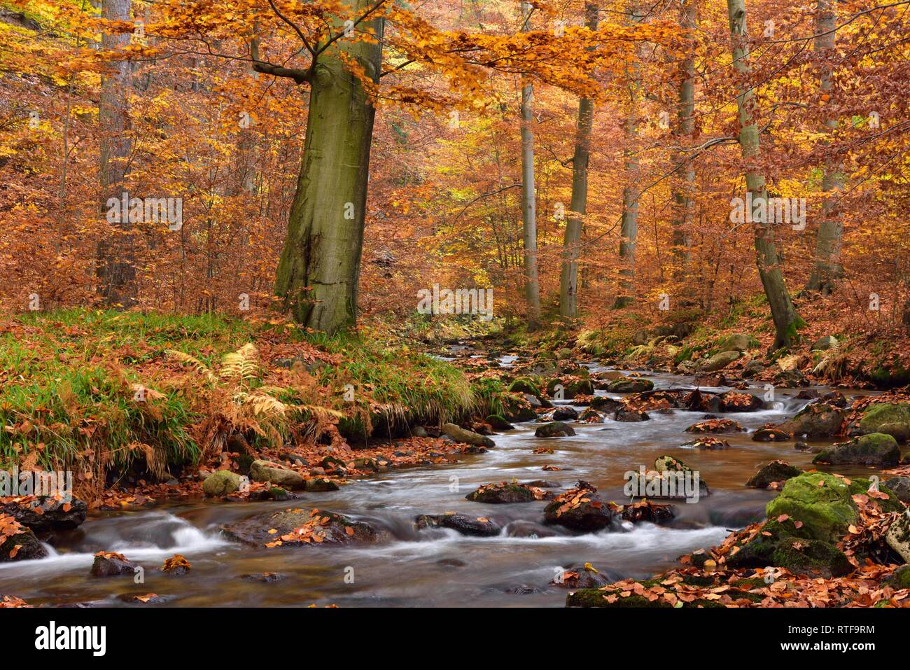 Gebirgsbach Ilse flows through autumnally coloured deciduous forest, Harz, Saxony-Anhalt, Germany Stock Photo