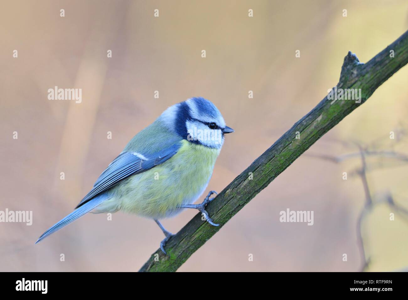 Blue tit (Cyanistes caeruleus), old bird sitting on a branch, Saxony, Germany Stock Photo