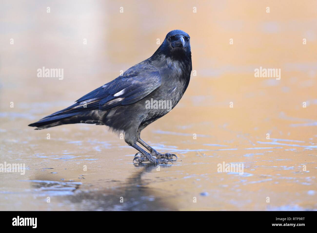 Raven crow, Carrion crow (Corvus corone), old bird standing on an ice rink, Saxony, Germany Stock Photo