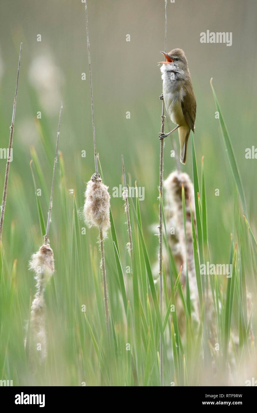 Great Reed Warbler (Acrocephalus arundinaceus), adult bird singing on a reed stalk, district behaviour, Saxony, Germany Stock Photo