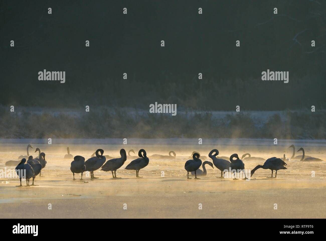 Whooper swans (Cygnus cygnus) resting on an ice surface in winter, Saxony-Anhalt, Germany Stock Photo