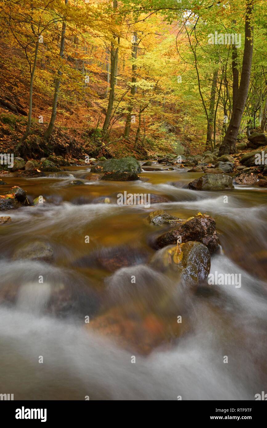 Mountain creek Ilse flows through autumnally coloured deciduous forest, Harz, Saxony-Anhalt, Germany Stock Photo