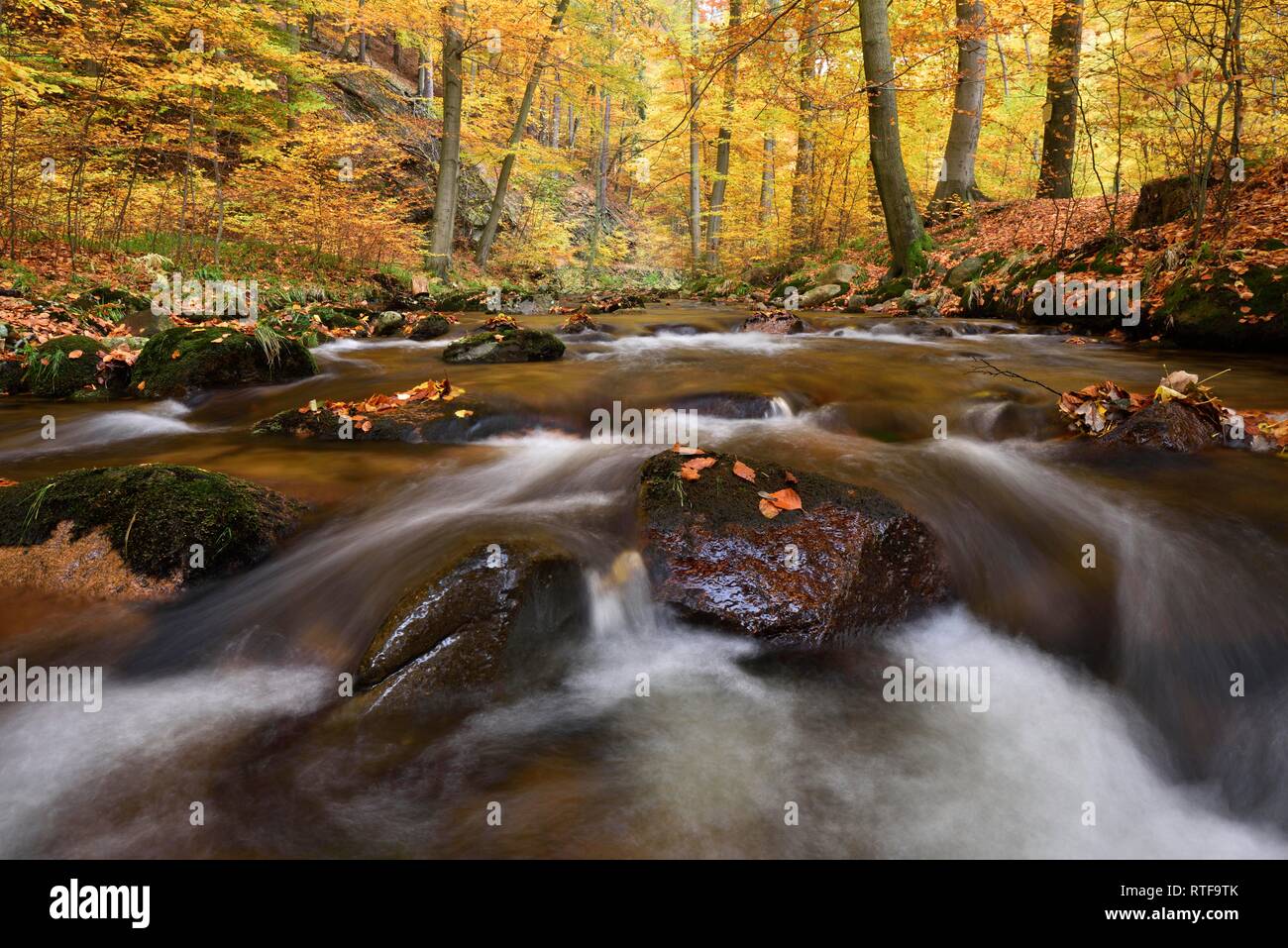 Mountain creek Ilse flows through autumnally coloured deciduous forest, Harz, Saxony-Anhalt, Germany Stock Photo