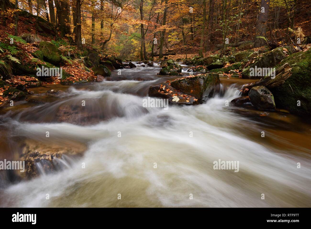 Mountain creek Ilse flows through autumnally coloured deciduous forest, Harz, Saxony-Anhalt, Germany Stock Photo