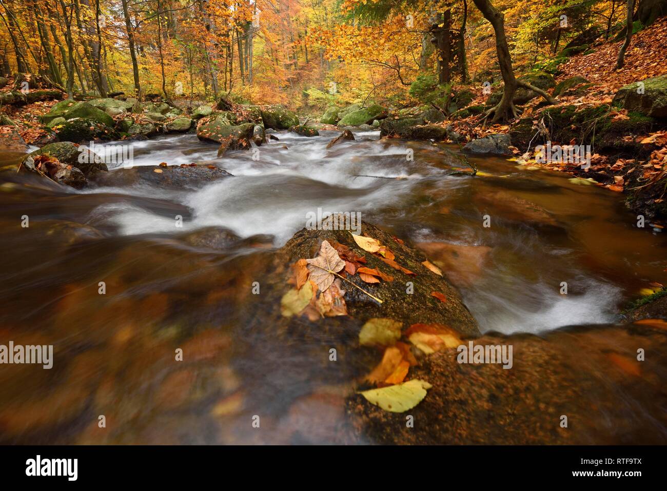 Mountain creek Ilse flows through autumnally coloured deciduous forest, Harz, Saxony-Anhalt, Germany Stock Photo