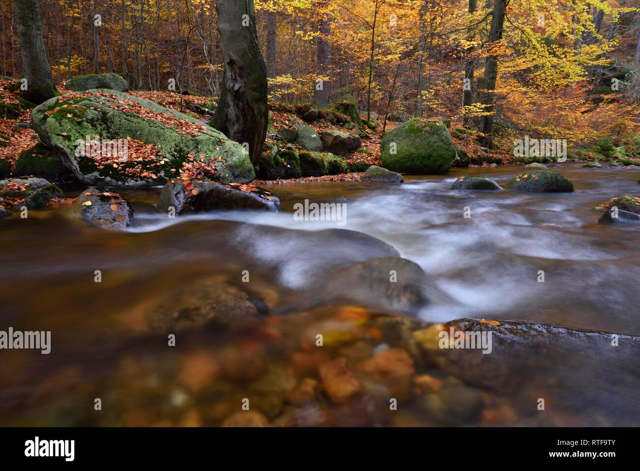 Mountain creek Ilse flows through autumnally coloured deciduous forest, Harz, Saxony-Anhalt, Germany Stock Photo