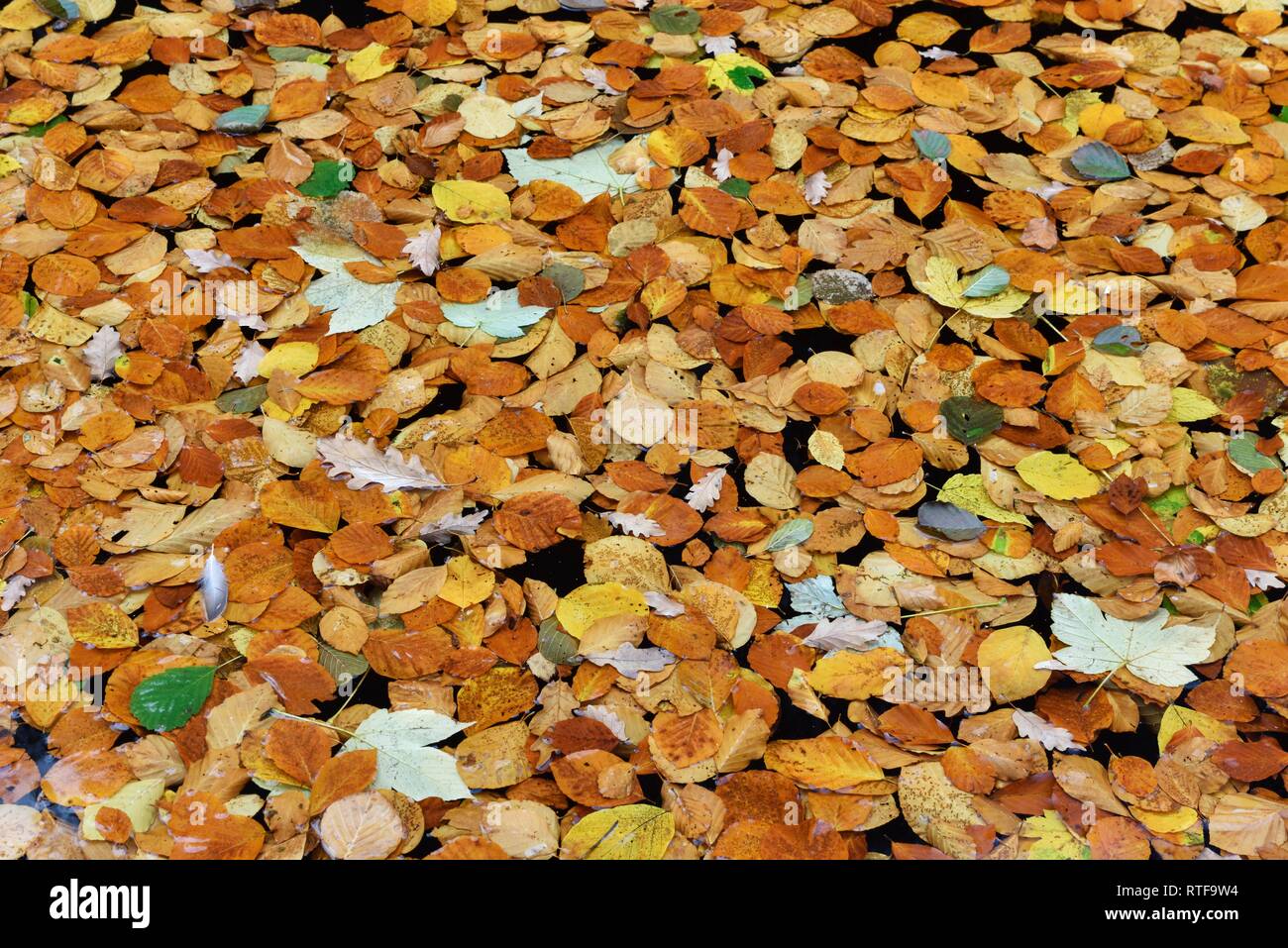 Autumn foliage lies on the water surface of a lake, Saxony-Anhalt, Germany Stock Photo