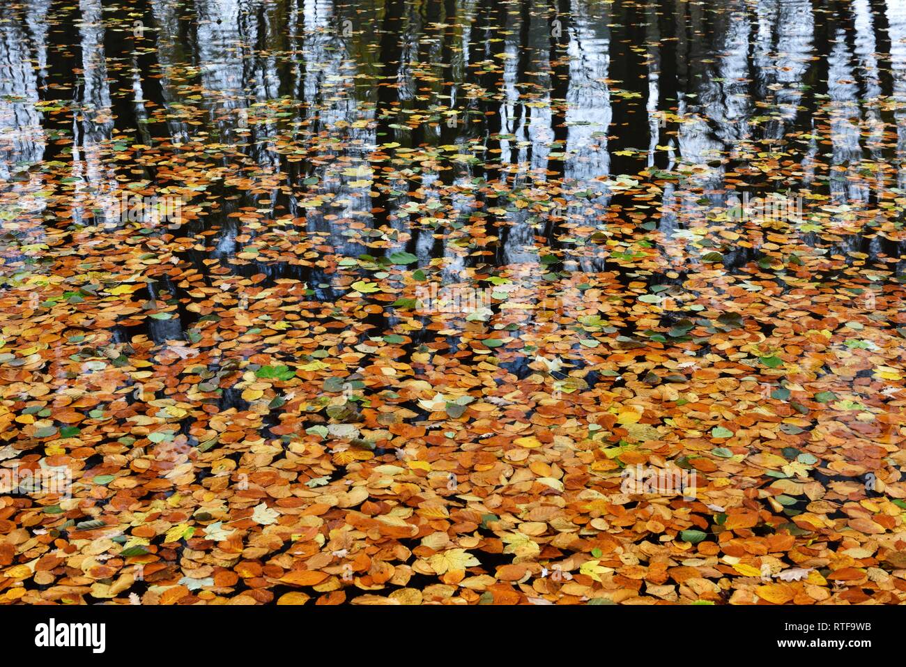 Autumn foliage lies on the water surface of a lake with reflection of tree trunks, Saxony-Anhalt, Germany Stock Photo