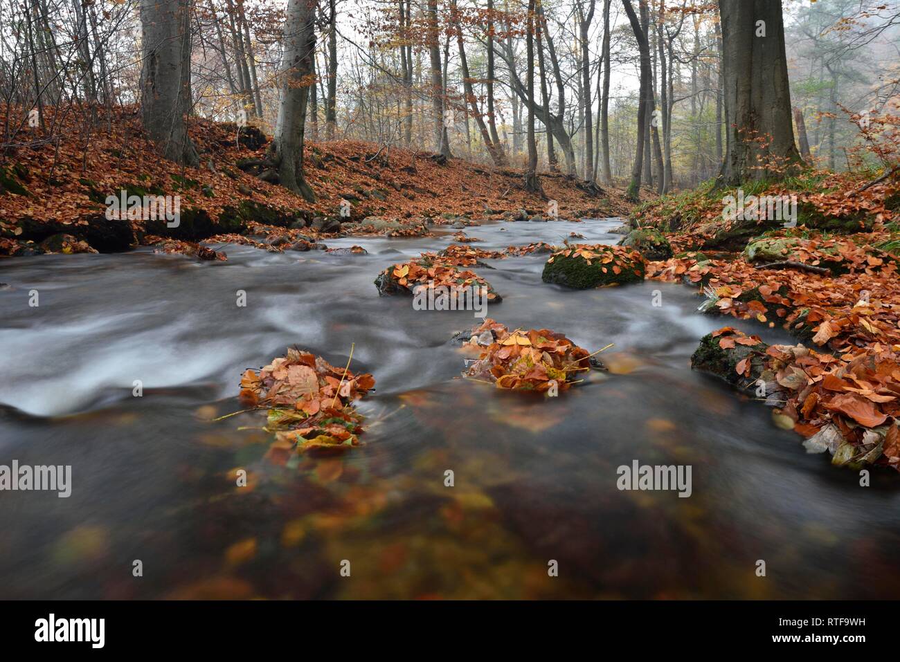Mountain brook Ilse flows through deciduous forest in autumn, Harz, Saxony-Anhalt, Germany Stock Photo