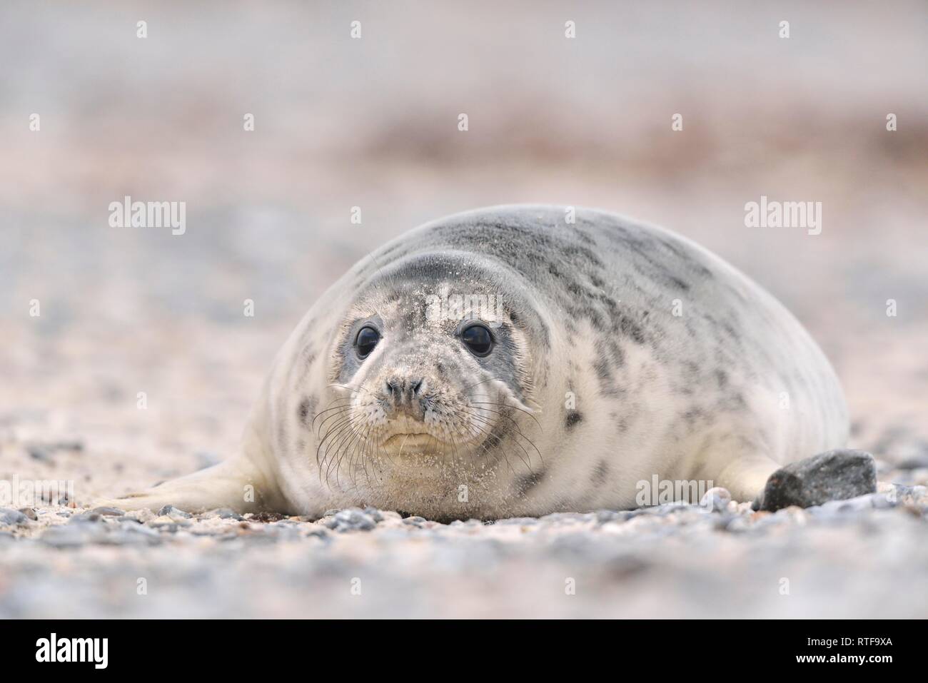 Grey seal (Halichoerus grypus) lies on gravel beach, dune of Helgoland, Germany Stock Photo