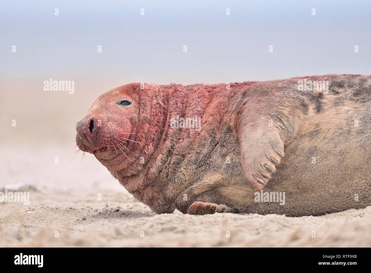 Grey seal (Halichoerus grypus), bull, male alto lies on the beach after a territorial fight, dune of Helgoland, Germany Stock Photo