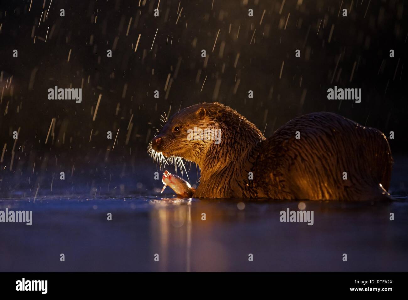 European otter (Lutra lutra) in rain with captured fish in backlight, Kiskunsági National Park, Hungary Stock Photo