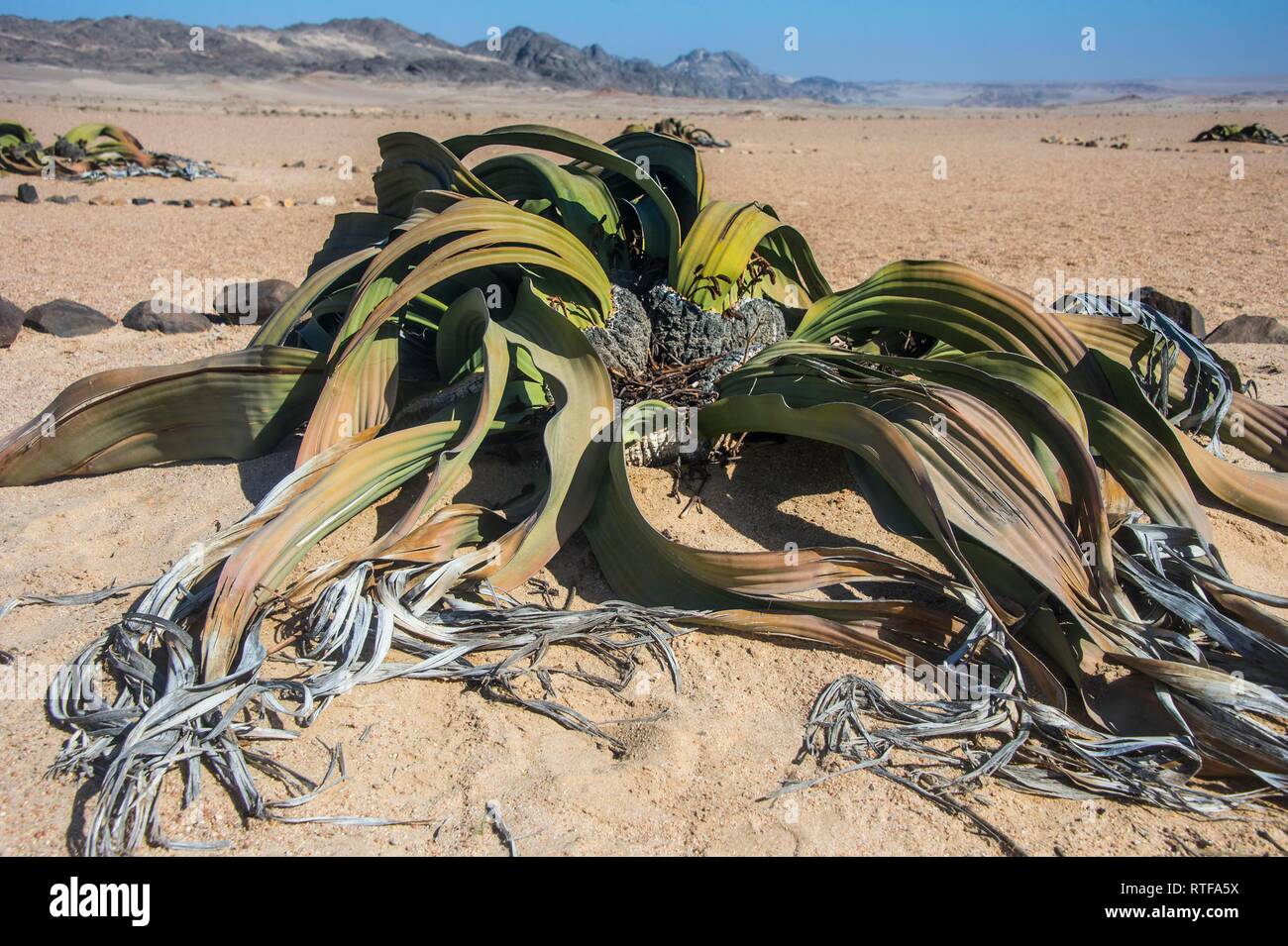 Welwitschia (Welwitschia mirabilis), Namib desert, Namibia Stock Photo