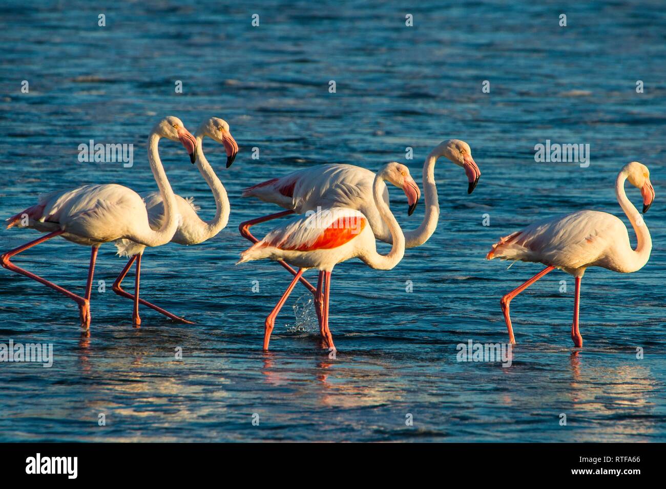 Greater flamingos (Phoenicopterus roseus) in water, Lüderitz, Namibia Stock Photo