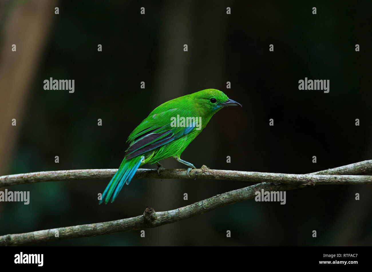 Blue winged leafbird perching on tree in forest Stock Photo