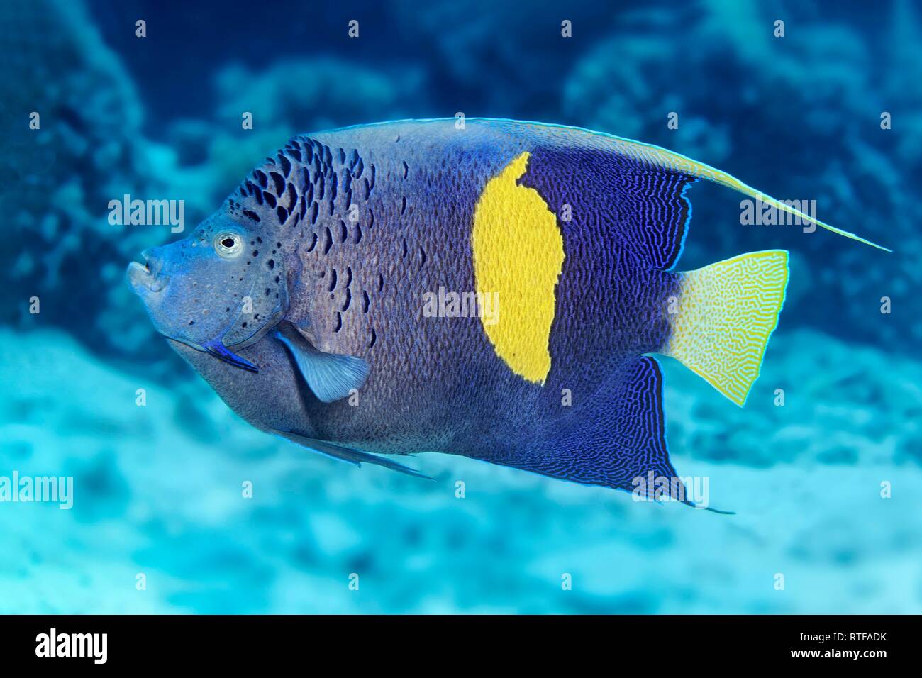 Halfmoon angelfish (Pomacanthus maculosus), Red Sea, Egypt Stock Photo