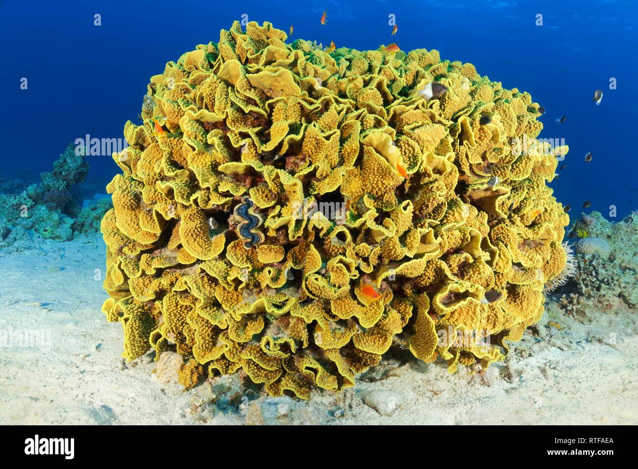 Scroll coral (Turbinaria reniformis), Red Sea, Egypt Stock Photo