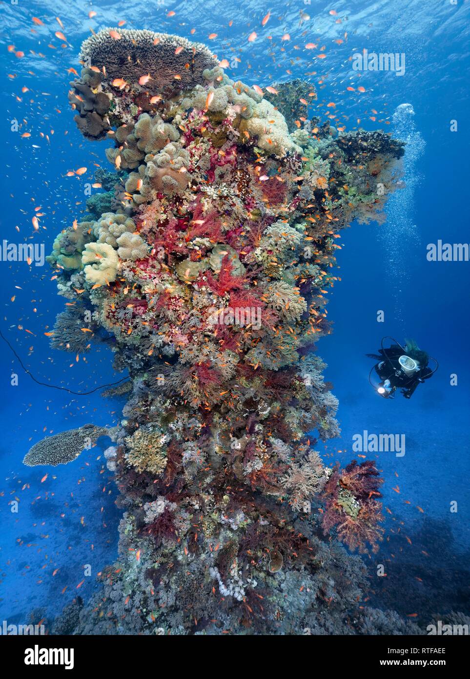 Diver with lamp looking at coral reef, coral tower, densely overgrown with various Soft corals (Alcyonacea), stone corals Stock Photo