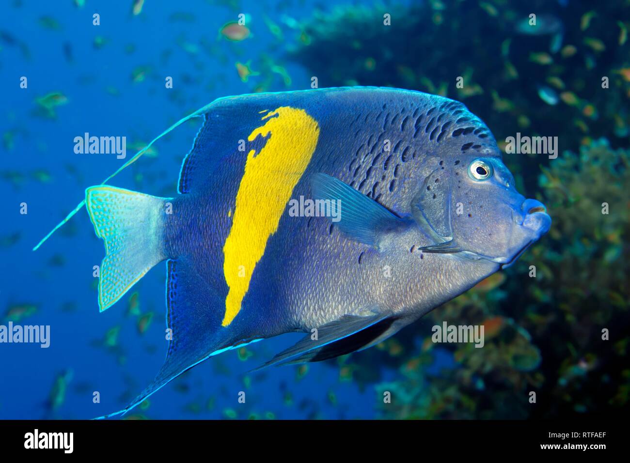 Halfmoon angelfish (Pomacanthus maculosus), Red Sea, Egypt Stock Photo