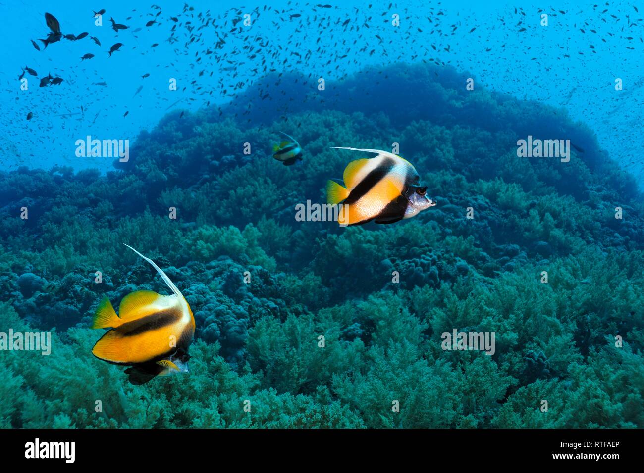 Red Sea bannerfishes (Heniochus intermedius) swim over coral reef, Red Sea, Egypt Stock Photo