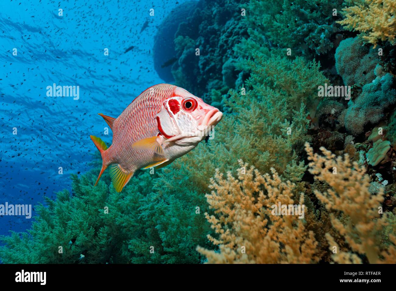 Sabre squirrelfish (Sargocentron spiniferum) swims over coral reef with Litophyton arboreum (Litophyton arboreum), Red Sea Stock Photo