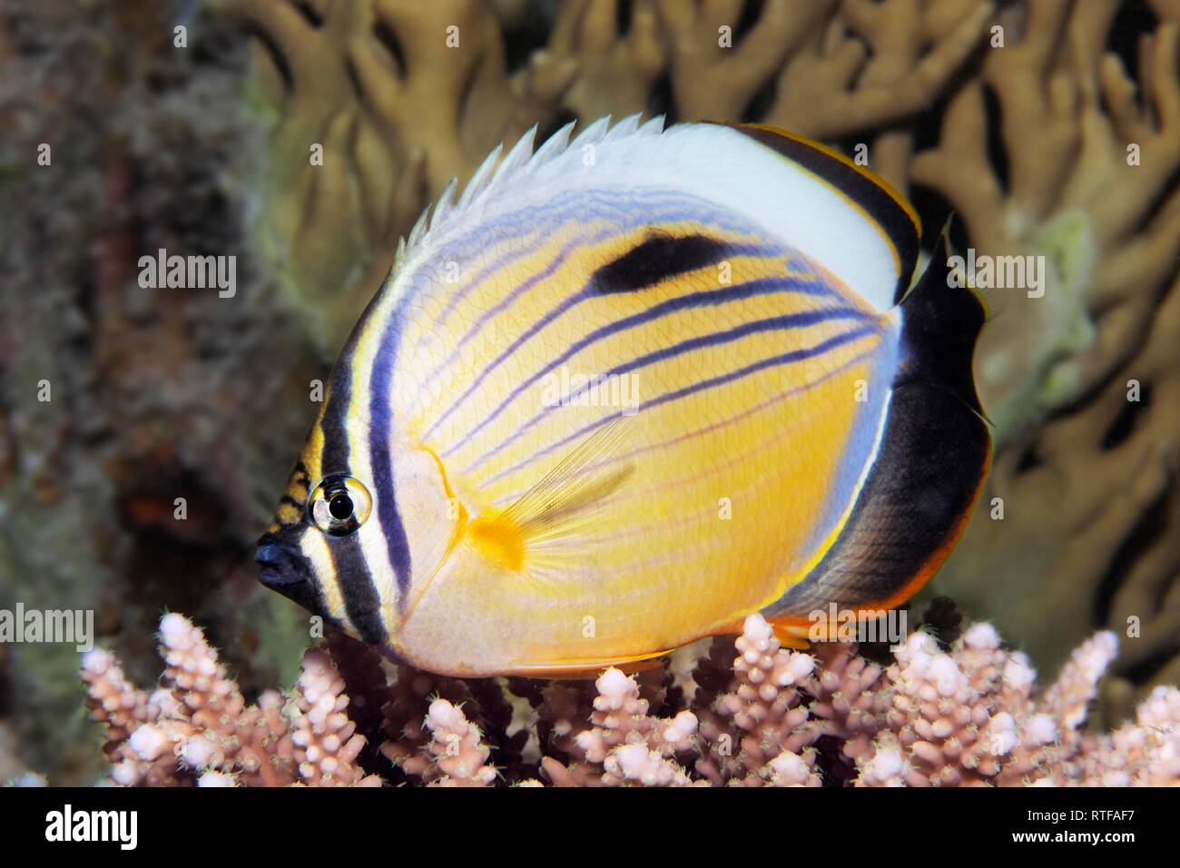 Blacktail butterflyfish (Chaetodon austriacus) floats over Acropora Coral (Acroporidae), Red Sea, Egypt Stock Photo