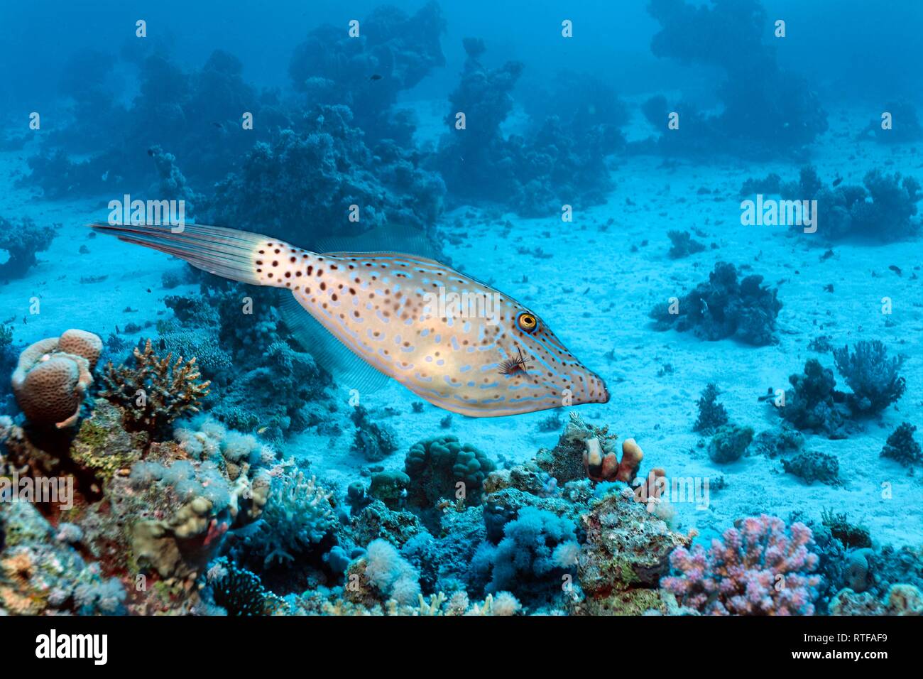Scrawled filefish (Aluterus scriptus) swims over coral reef, Red Sea, Egypt Stock Photo