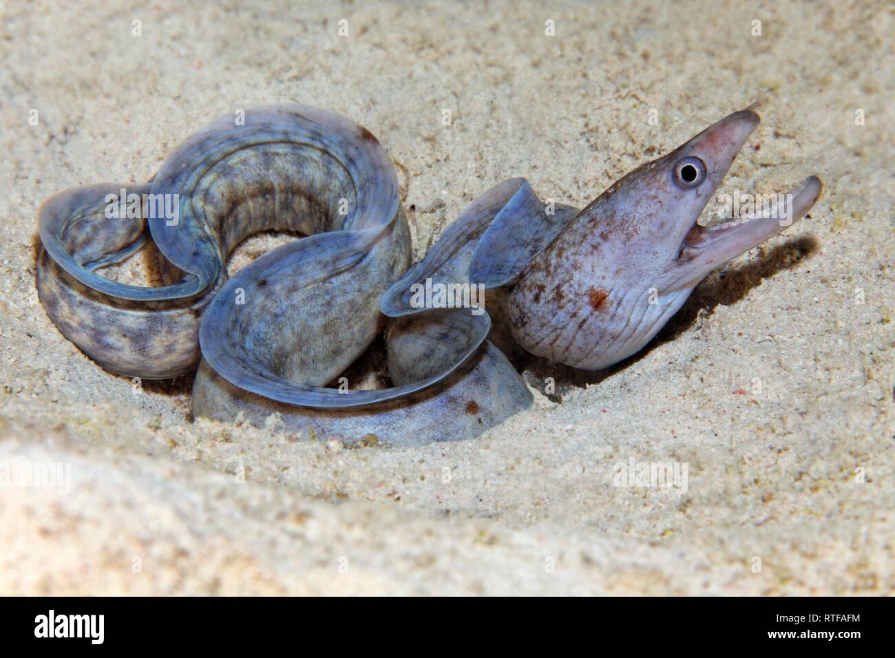 Barred-fin moray (Gymnothorax zonipectis) lies on sandy ground, Red Sea, Egypt Stock Photo