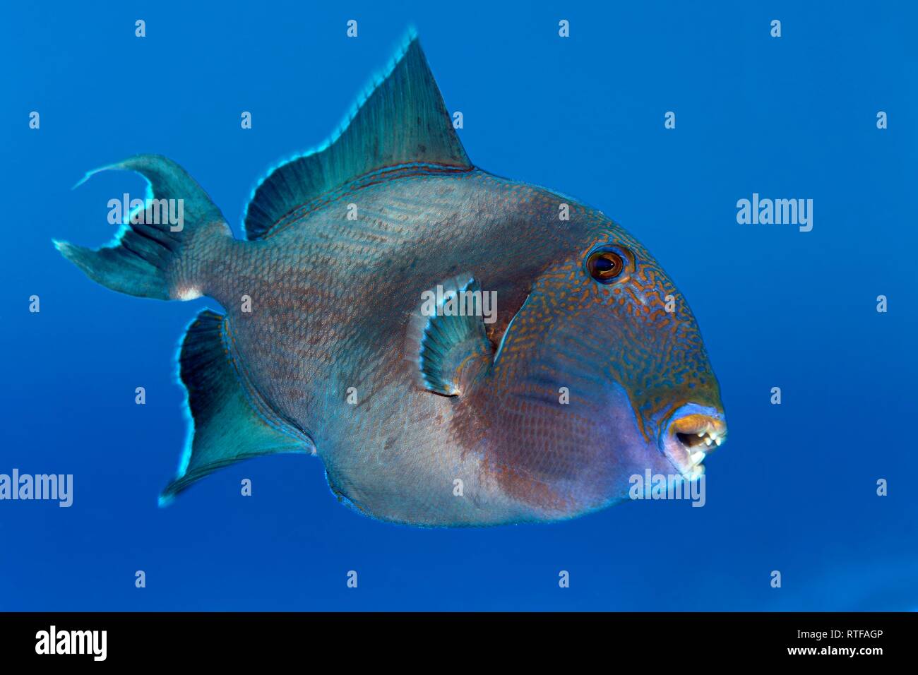 Blue triggerfish (Pseudobalistes fuscus) swims in the open sea, Red Sea, Egypt Stock Photo