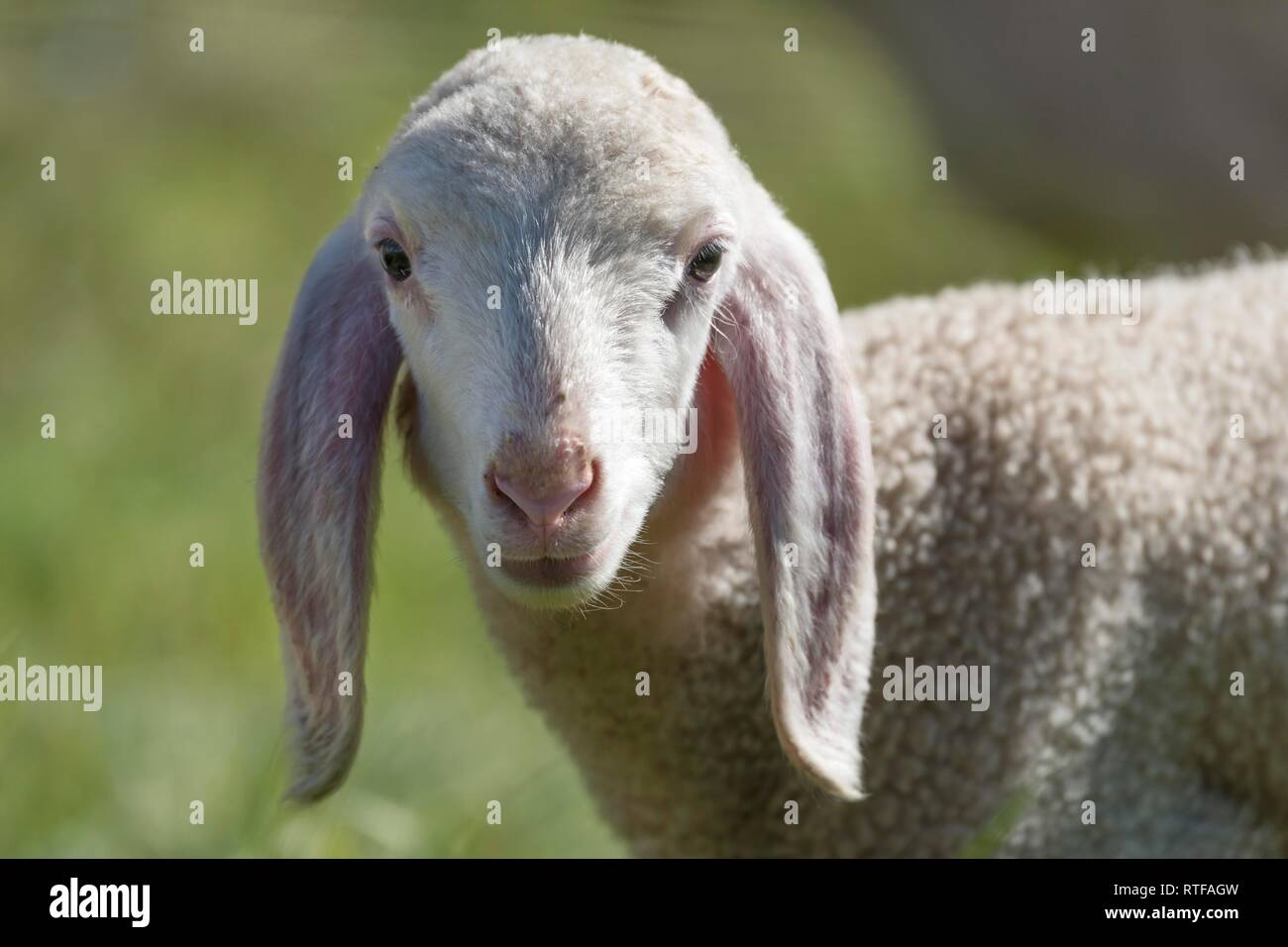 Domestic sheep (Ovis orientalis aries), Lamb, animal portrait, East Tyrol, Austria Stock Photo