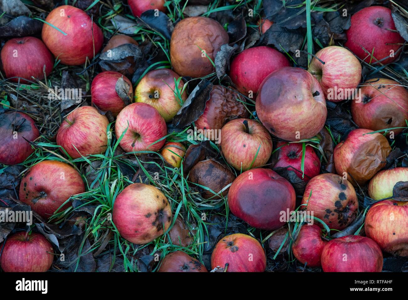 Falling fruit in the grass, Baden-Württemberg, Germany Stock Photo