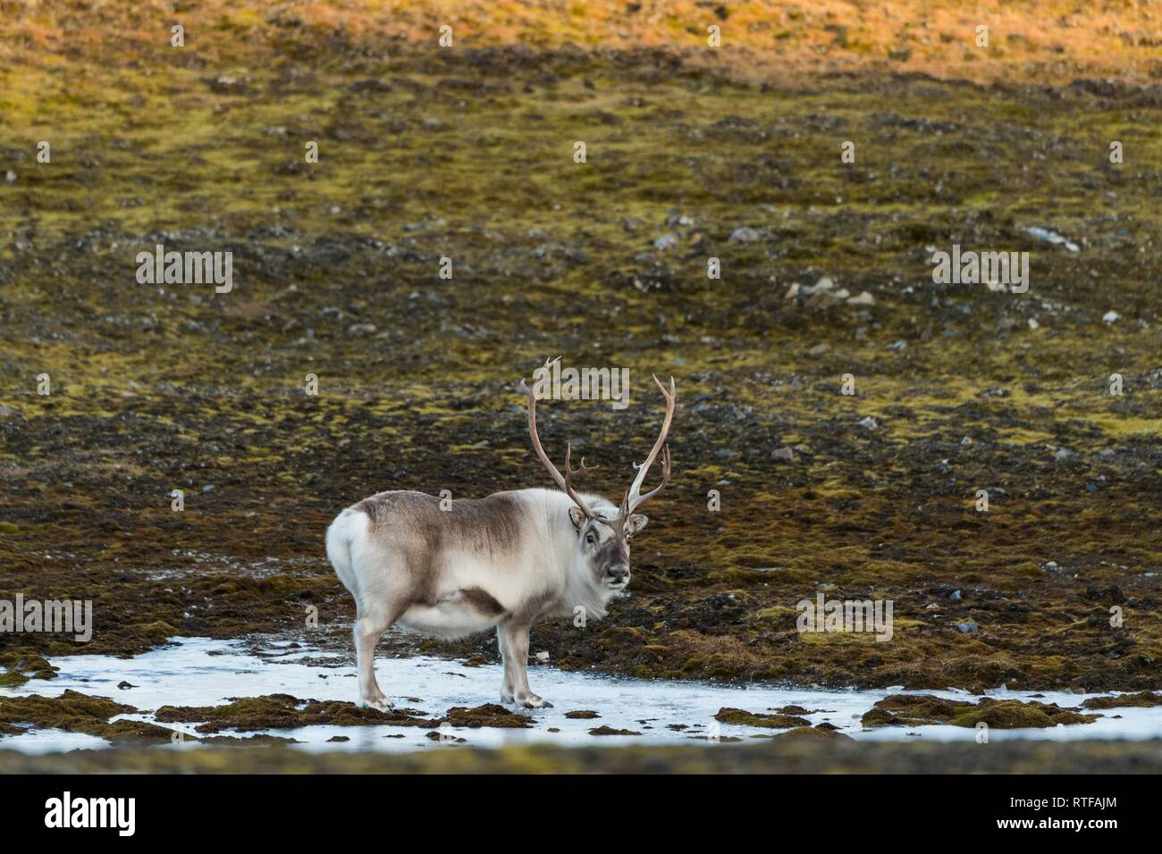 Svalbard reindeer (Rangifer tarandus platyrhynchus), Spitsbergen, Svalbard, Norway Stock Photo