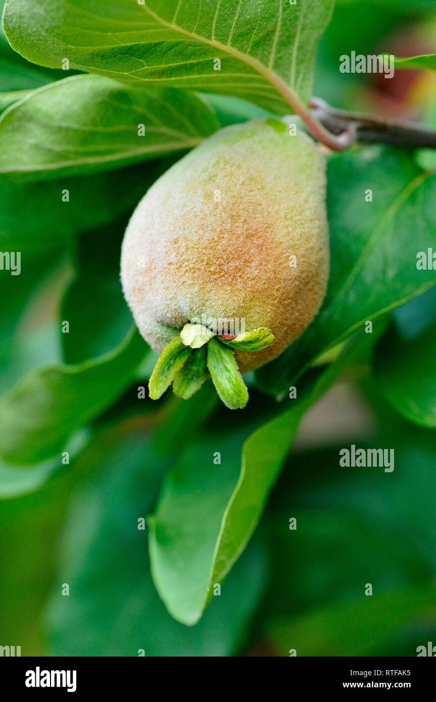 Pear Quince (Cydonia oblonga), branch with unripe fruit, North Rhine-Westphalia, Germany Stock Photo