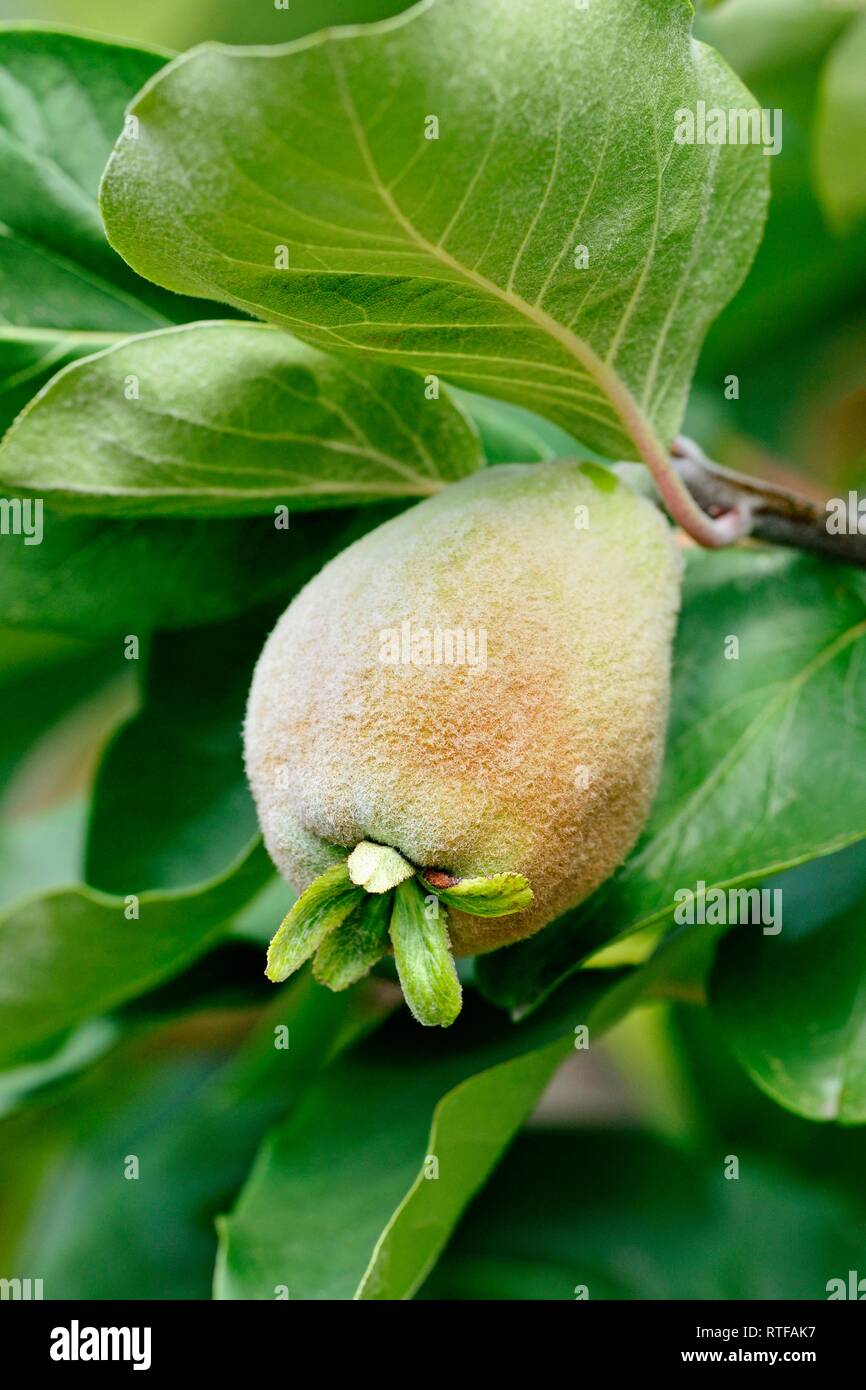 Pear Quince (Cydonia oblonga), branch with unripe fruit, North Rhine-Westphalia, Germany Stock Photo