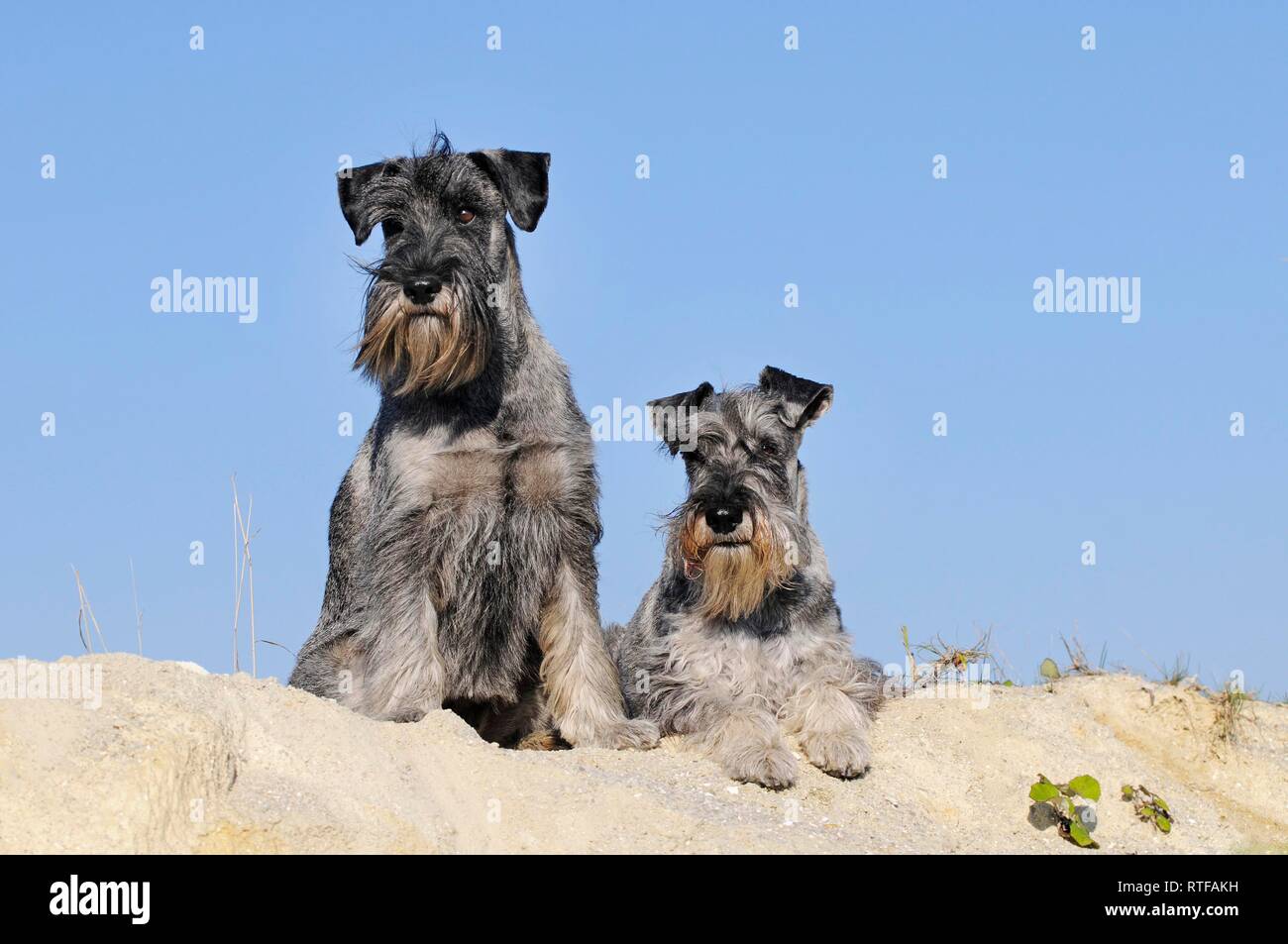 Two Schnauzers, pepper-salt, on sand dune, Austria Stock Photo