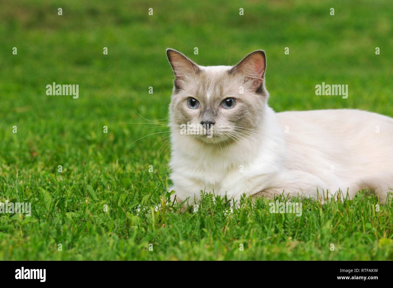 Ragdoll, lilac tabby mitted solid, male lies meadow, Austria Stock Photo