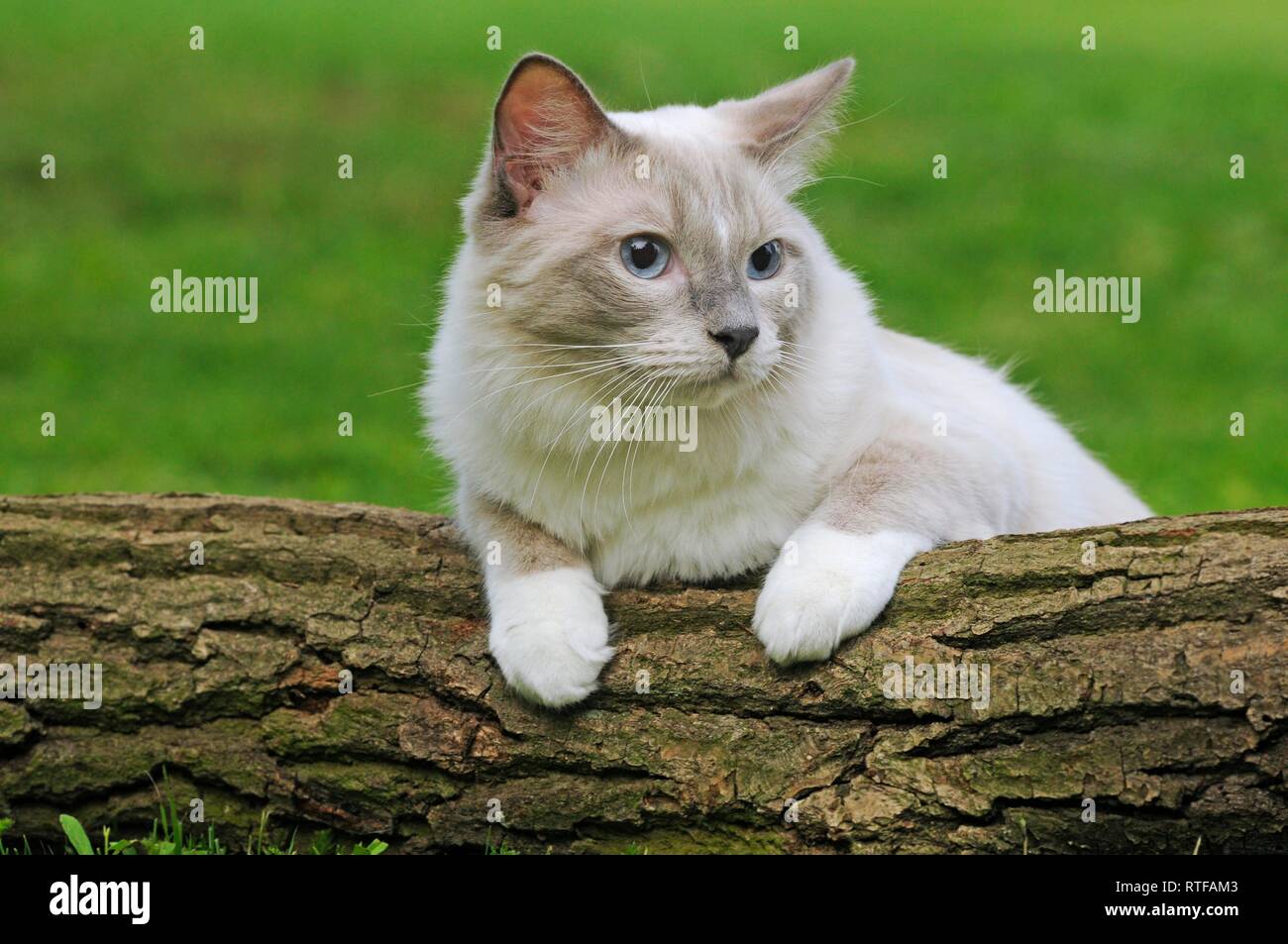 Ragdoll, lilac tabby mitted solid, male lying on tree trunk, Austria Stock Photo