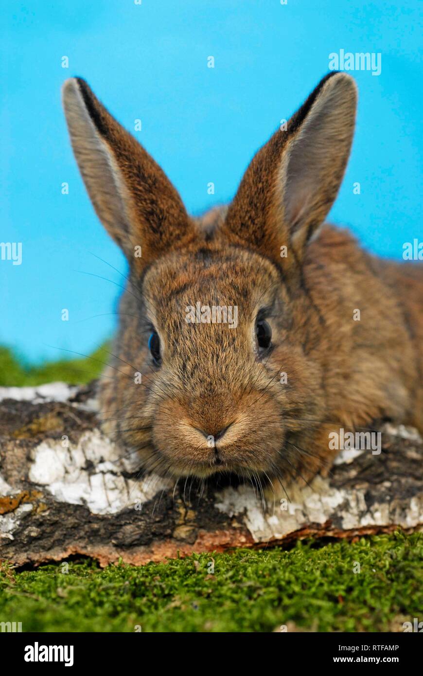 Dwarf rabbit, wild coloured, young animal, animal portrait, Austria Stock Photo