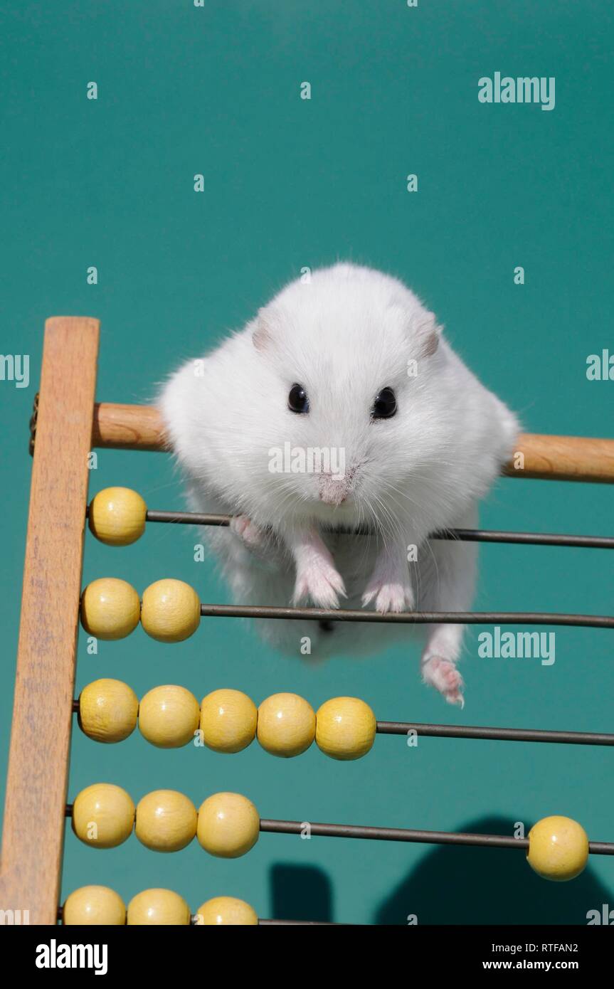 hamster slide