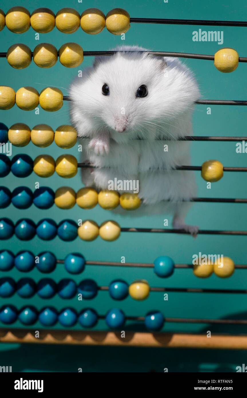 Dsungarian dwarf hamster, white, climbs on slide rule, Austria Stock Photo